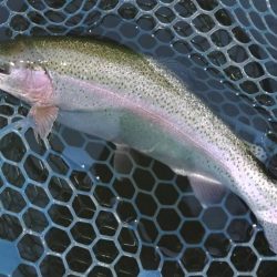 初釣り ～岡崎トラウトポンド～